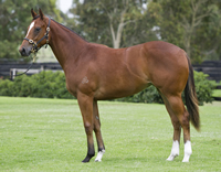 FLYING SPUR/DISTINCTIVE FILLY